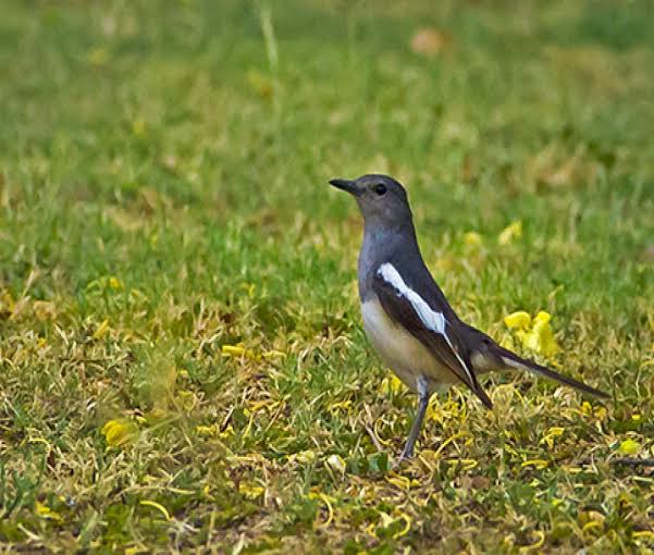 Cara Menaikkan Birahi Kacer Agar Cepat Kawin Pamankicau