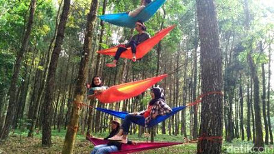 wisata hutan pinus banyuwangi wisata hutan pinus banyuwangi