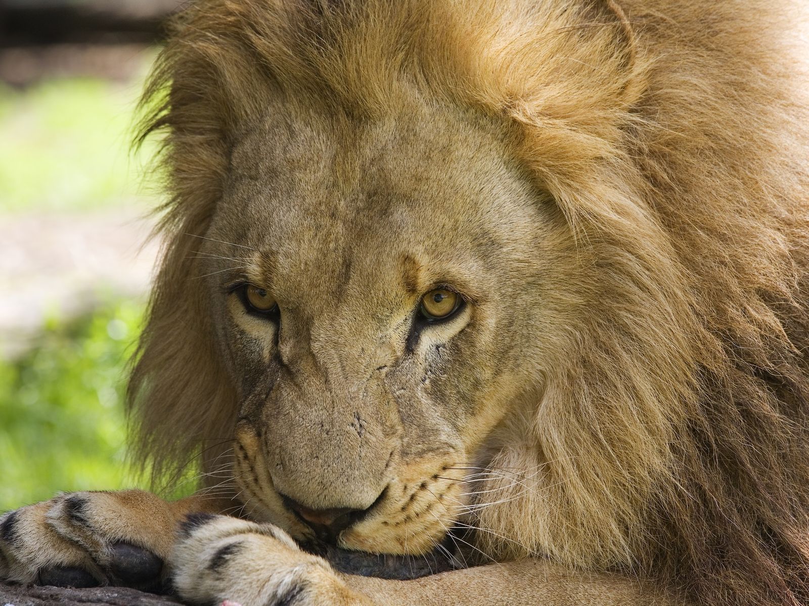 Lion Wallpapers | 3D Wallpaper | Nature Wallpaper | Free Download Wallpaper