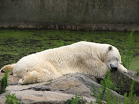 Polar bear taking a nap. Berlin zoo, summer 2007