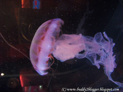 Purple Striped Sea Nettle Jelly Fish Shedd Aquarium