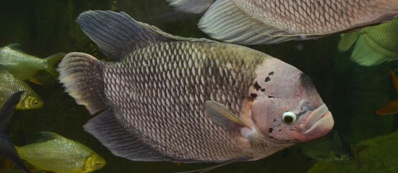Ikan Fasciata (Giant Gourami) Ikan Hias Terbesar dari Kelompoknya