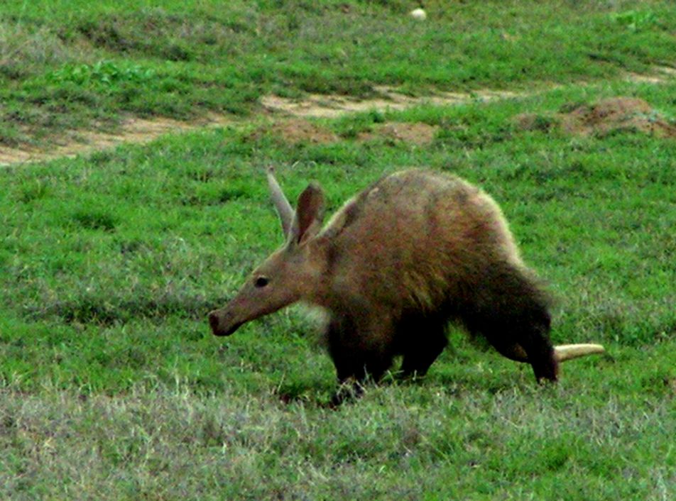 Aardvark Wallpapers Wallpaper Cave Aardvark Wallpapers Wallpaper Cave