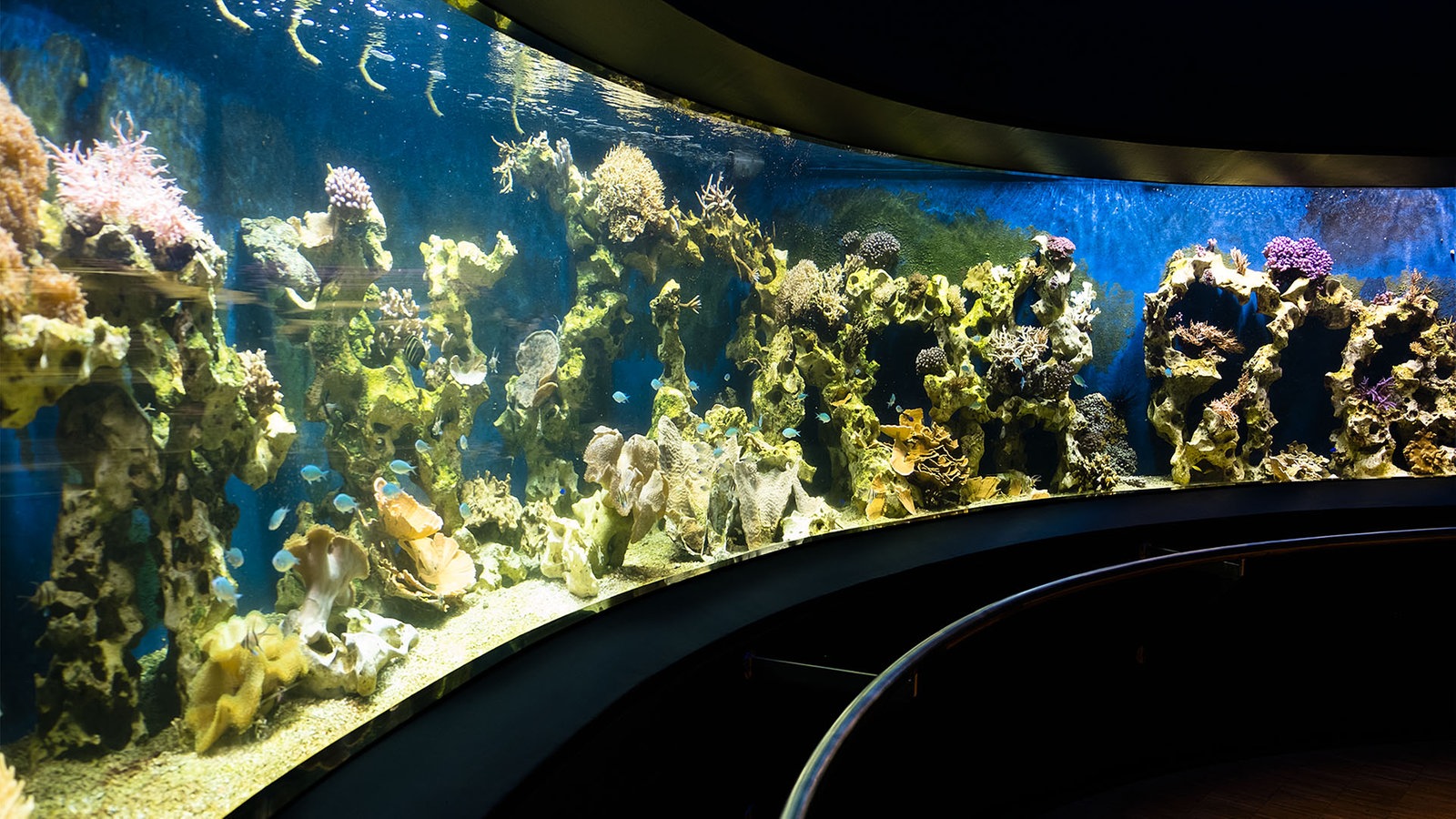 d sseldorf aquazoo - woodenbild :)