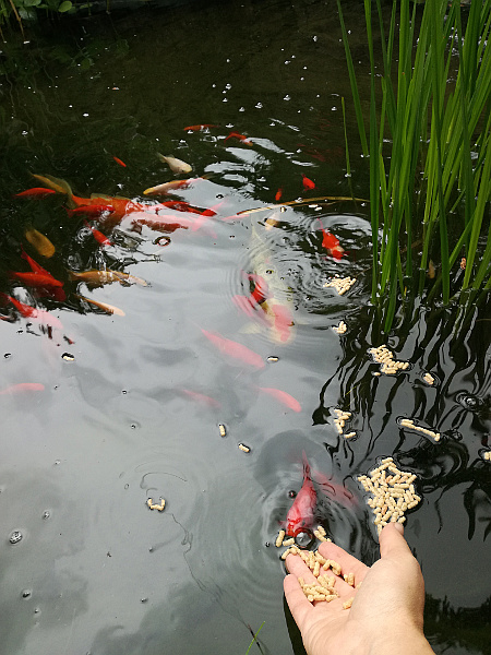 Unser Strebergarten ;) Nachwuchs im Fischteich