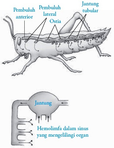 Jenis Jenis Sistem Sirkulasi Darah Pada Hewan Biologi Edukasi Belajar Sains Biologi Jenis Jenis Sistem Sirkulasi Darah Pada Hewan Biologi Edukasi Belajar Sains Biologi