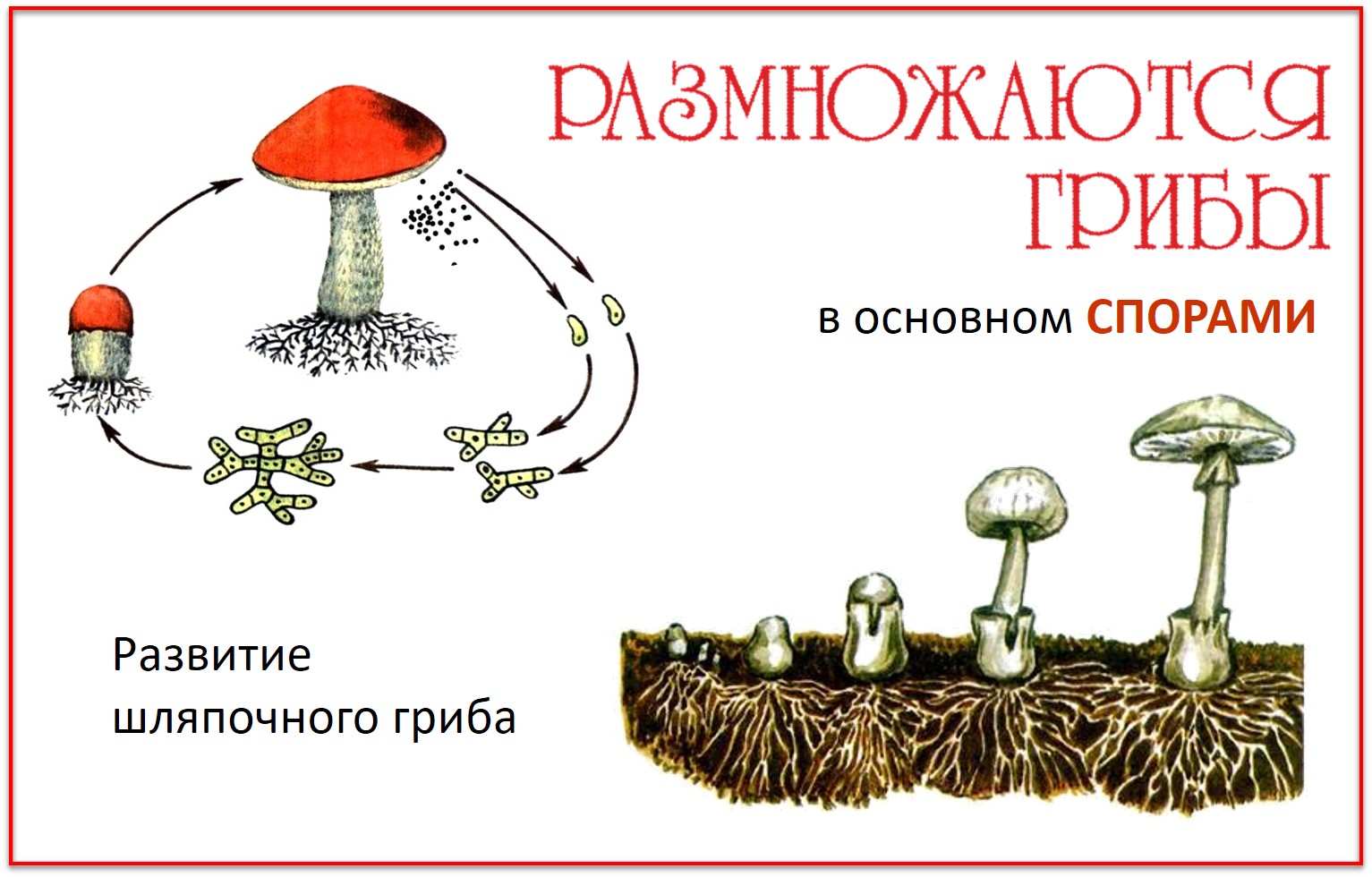 Спора грибов 7. Размножение шляпочного гриба схема. Размножение шляпочных грибов схема. Размножение грибов грибницей. Размножение спорами грибы.