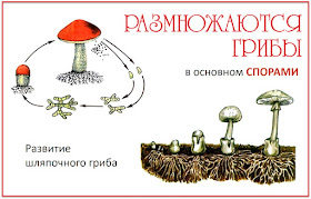 Строение гриба 3 класс окружающий мир и конспект уроков по окружающему миру в 3 классе