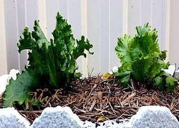 Lettuce Growing in a Pot