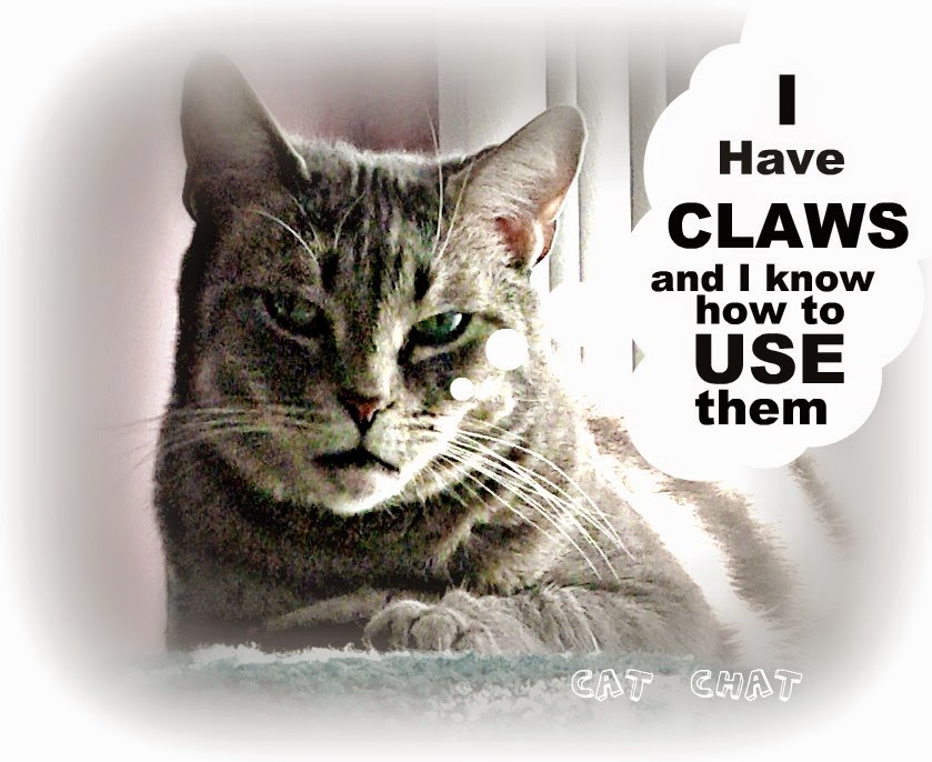 Cat and DOG Chat With Caren 10 Ways To Show Respect For Your Cat On