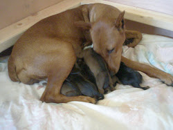 Puppies born Oct 15, 2011