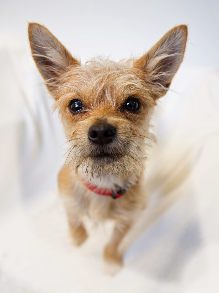 shelter-dogs-of-portland-skippy-the-cutest-little-scruffy-dog
