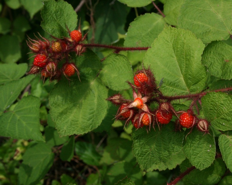 Tree Dellinger: force of nature, tempest in a teacup.: Rambling about ...