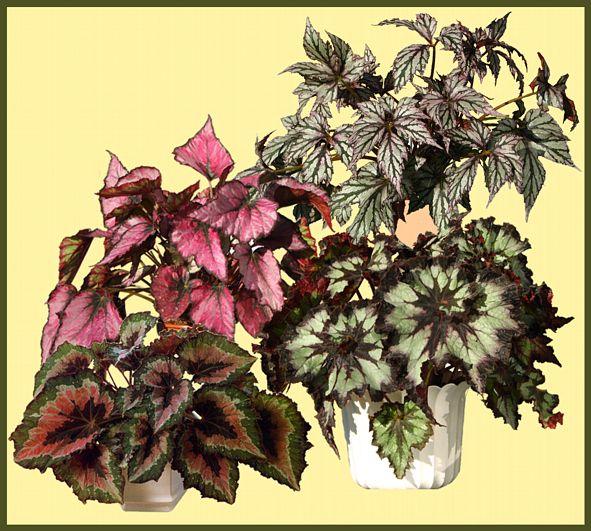Begônia (Begonia rex, B. semperflorens) - Klima Naturali™