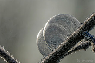 07 12 2014 Berlin Spandau Wandervogel