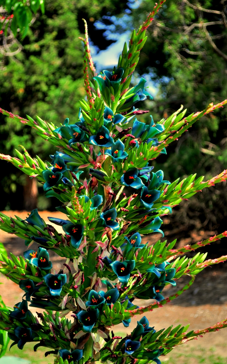 L.A. County Arboretum & Botanic Garden Plant Info Rare Opportunity
