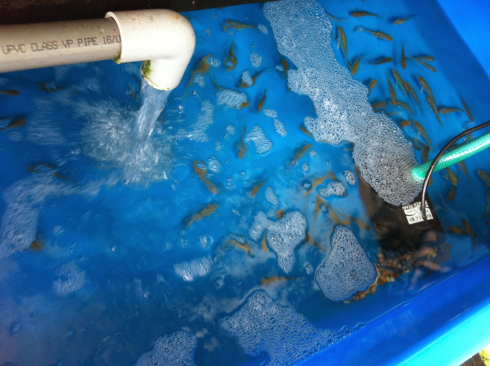 Fishing Empire Ah Lim Fishing Pond