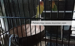 https://www.mysomer.com/2019/05/manfaat-tempurung-kelapa-di-sangkar-lovebird.html