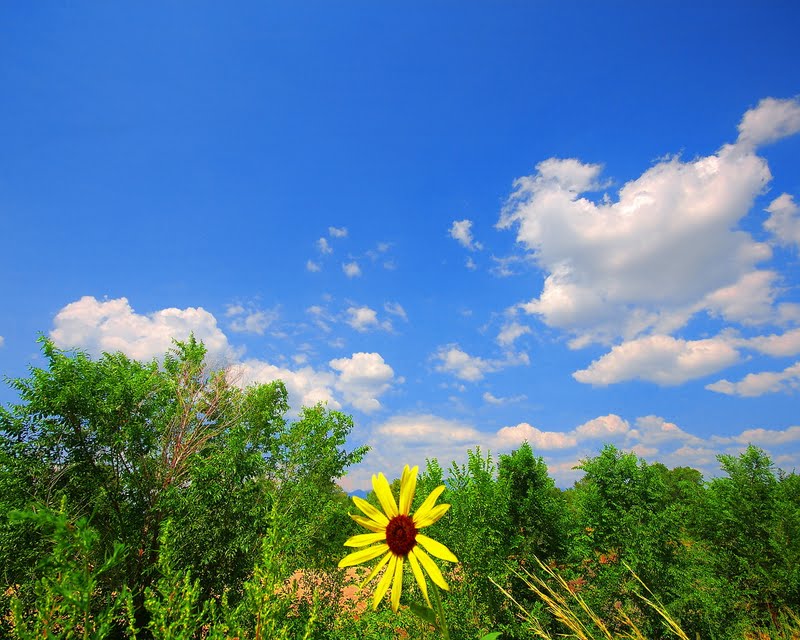 hd wallpapers for desktop: hd Natures for desktop