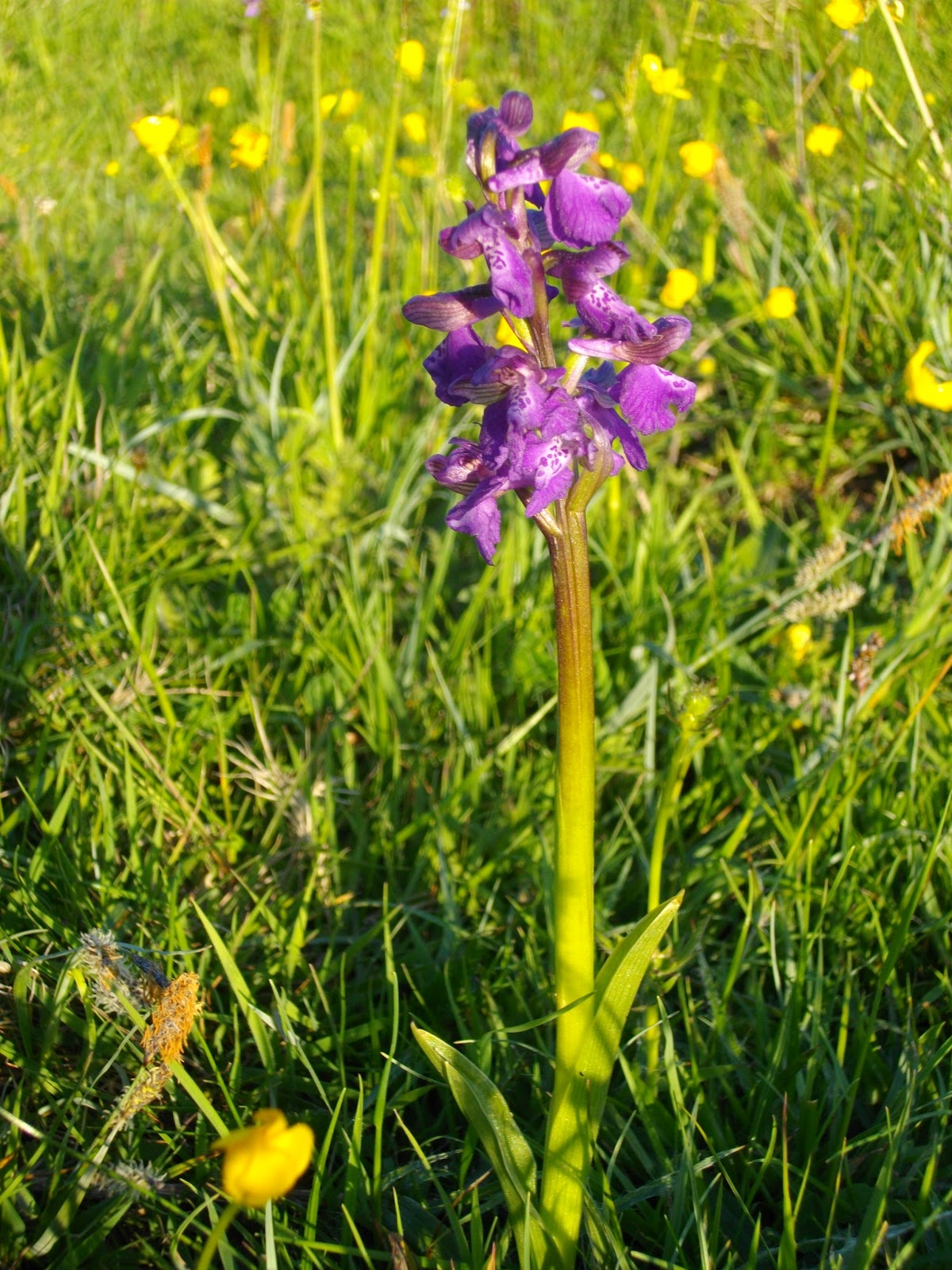 Birds and Beer: SOUTH NORFOLK: Green-winged Orchids
