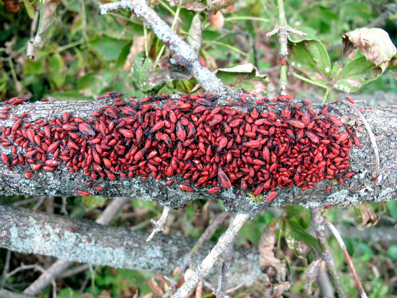 The Joyce Road Neighborhood Boxelder Bug