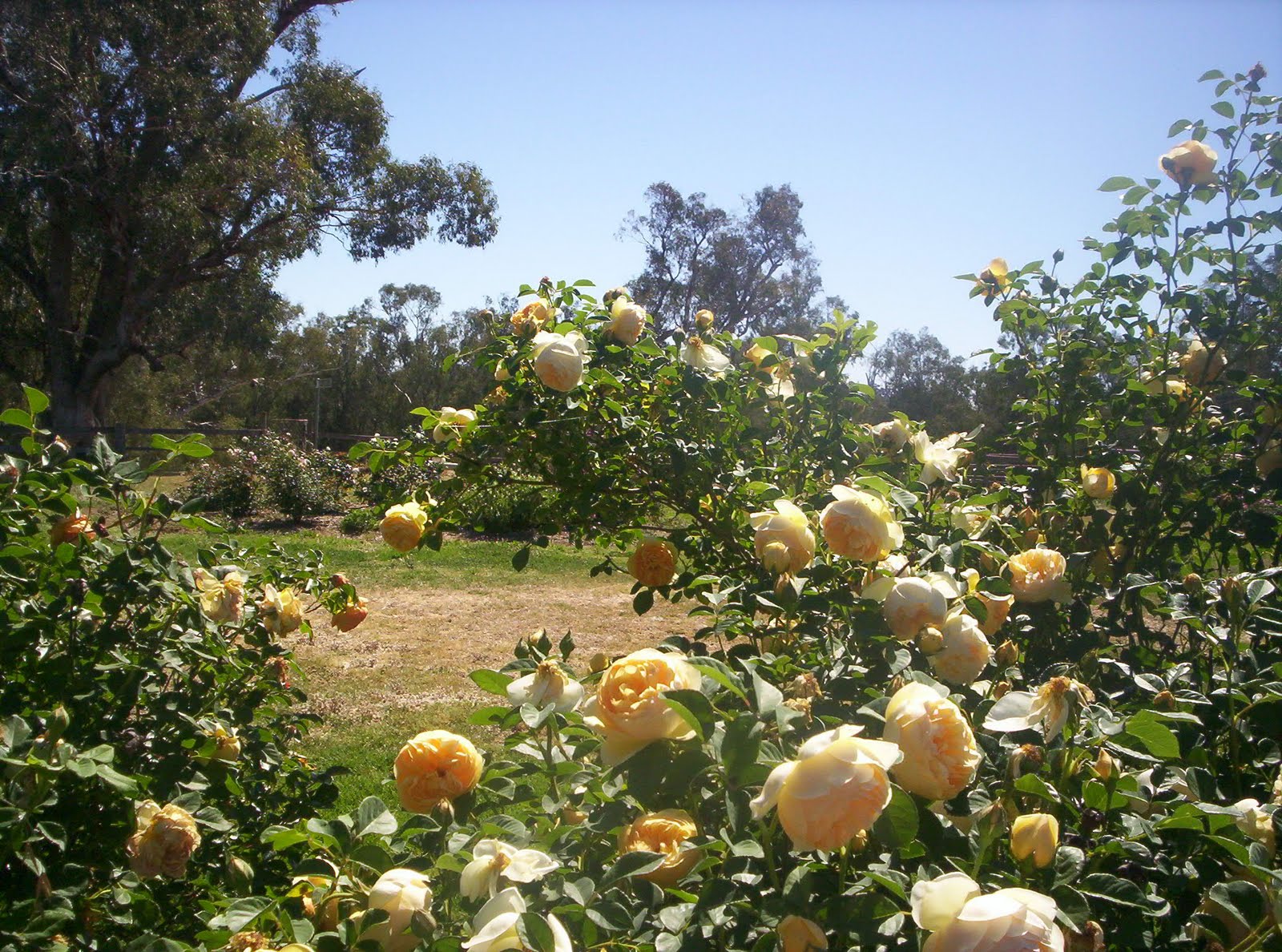 "Eurimbla" Roses Rose beds