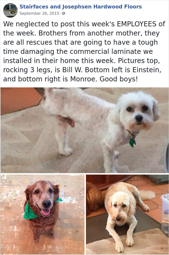 30 Hilarious Dogs That Were The ‘Employees Of The Week’ 30 Hilarious Dogs That Were The ‘Employees Of The Week’