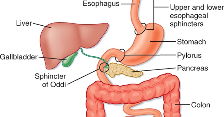 Que comer para mejorar el transito intestinal