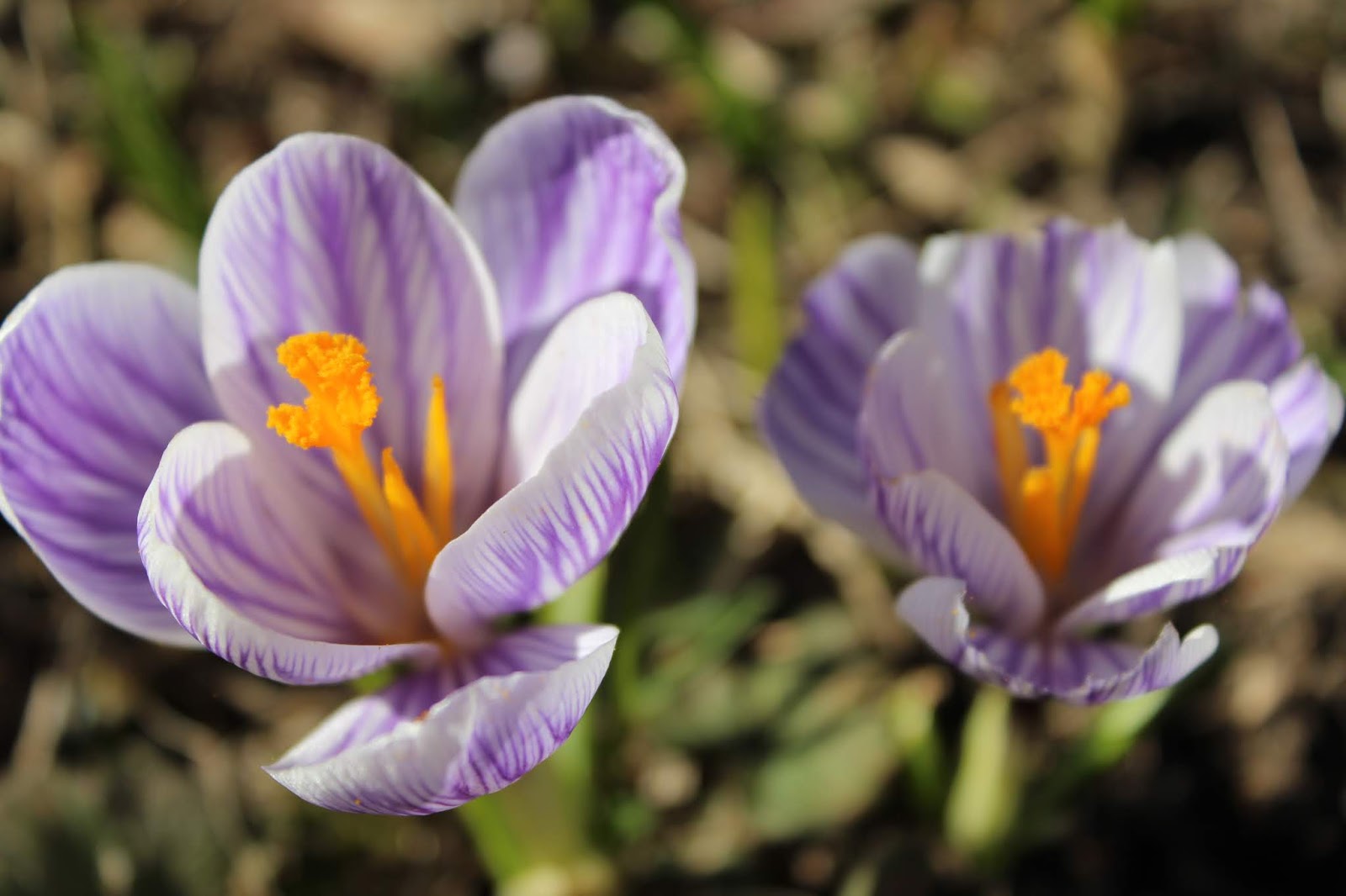 Kukka A flower / KAHDEN TALON VÄKEÄ