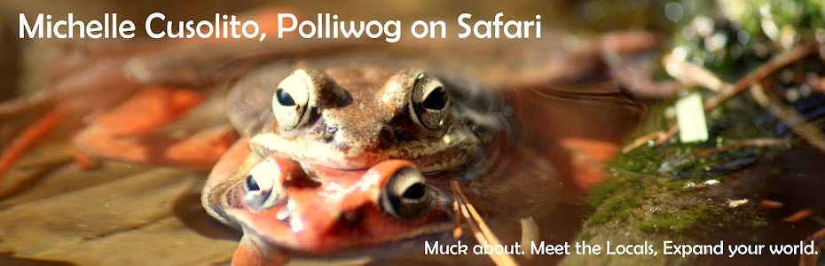 Polliwog on Safari