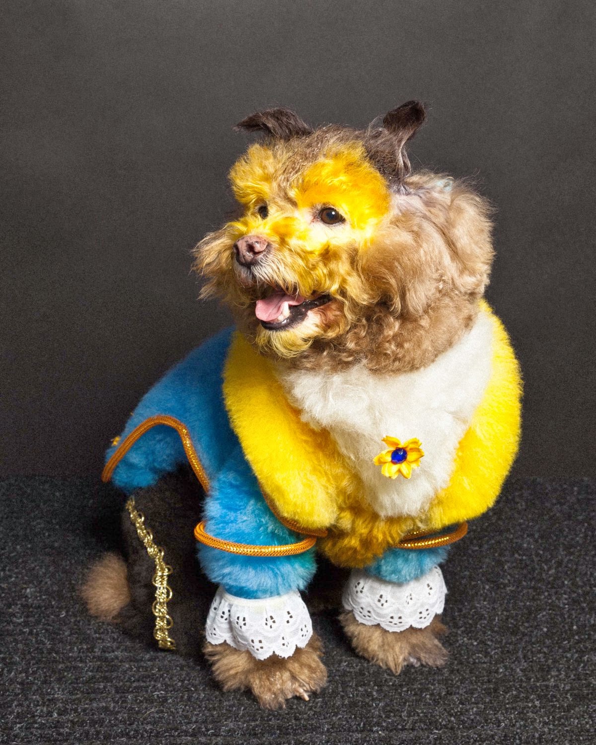 Cutie Pooch Intergroom Dog Grooming Competition leads the way in