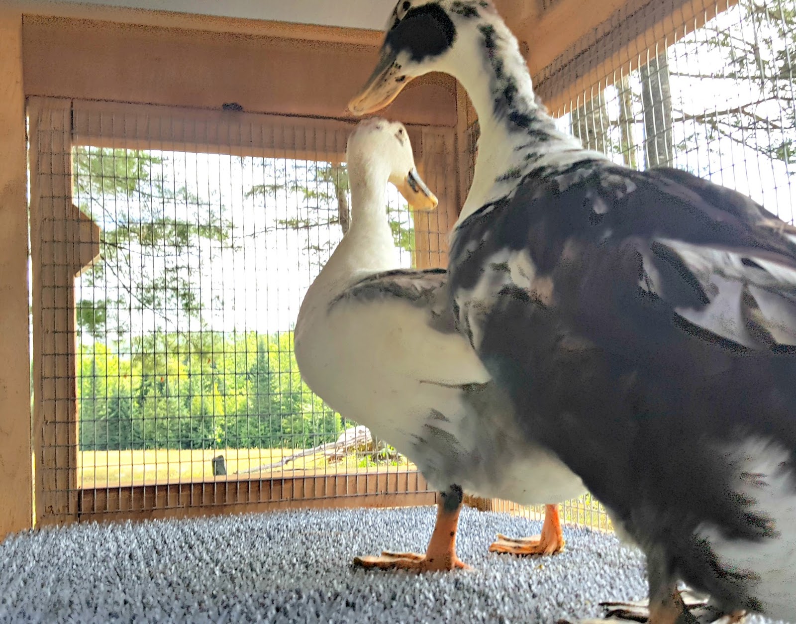 Introducing the Urban Coop Company Round Top Duck House Fresh Eggs