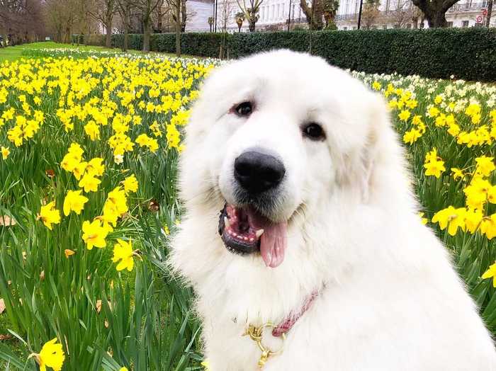 Large Dog Breeds Grooming Techniques Dogalyo