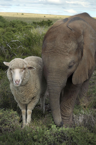 Elephant Friends Elephant and Lamb