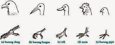Pengertian, Ciri-Ciri, Klasifikasi dan Peranan Aves (Burung)
