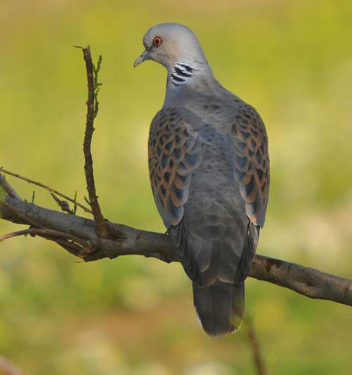 Indian birds - Image of European turtle dove - Streptopelia turtur