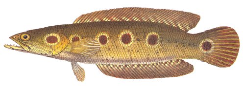Si Ikan Tongkol: Deskripsi Ikan Air Tawar Famili Cannidae