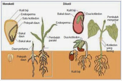 Pengertian, Ciri Ciri dan Klasifikasi Kingdom Plantae (Tumbuhan) Ciri Ciri dan Klasifikasi Kingdom Plantae Pengertian, Ciri Ciri dan Klasifikasi Kingdom Plantae (Tumbuhan)