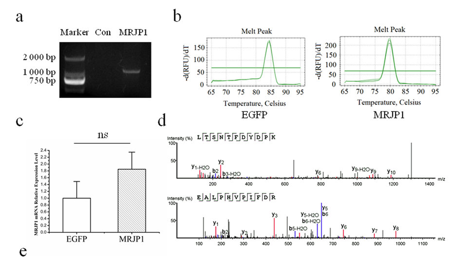 Apitherapy News Royal Jelly May Help Control Hypertension (High Blood Pressure)