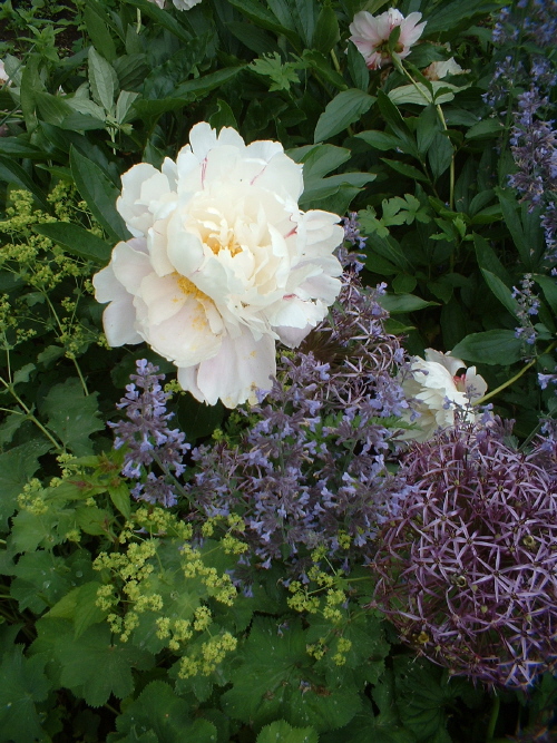 Bird Conservation WHY DO PLANTS HAVE COLORS?