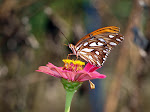 A Life Inspired by Nature: A Fun D…
