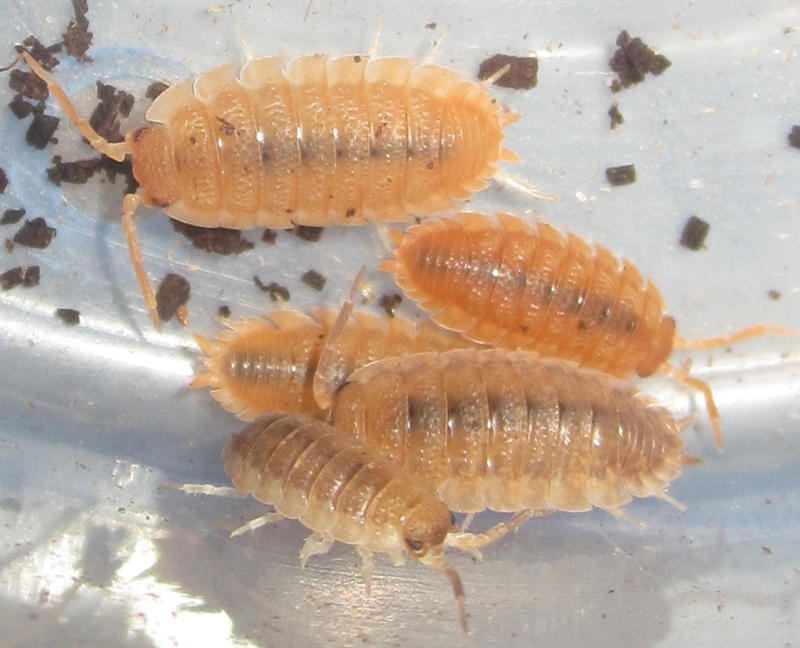 Hisserdude's Isopods OrangePorcellio%25232