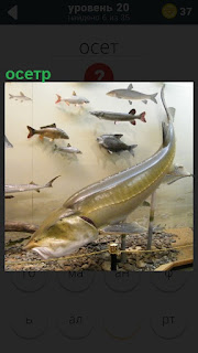 В аквариуме плавают разные рыбы, в том числе крупный осетр
