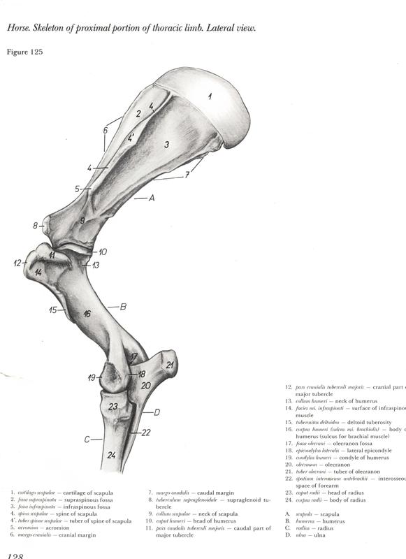 anatomia-membros-pélvicos-horse-equino-popesko-livros-pdf-veterinaria-clique-download-descargar-libros-gratuito