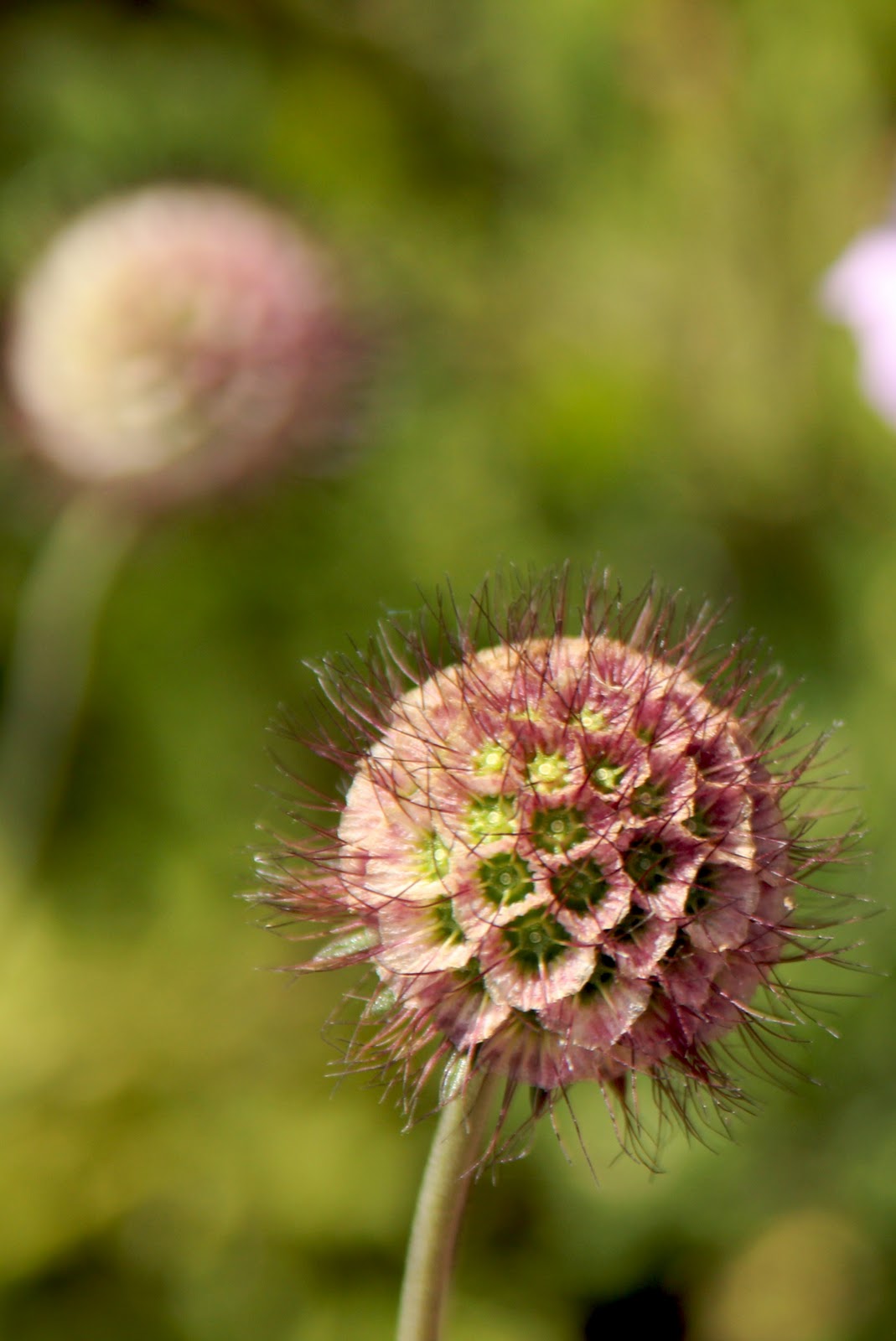 Joburg every day Plants that scream don�t touch me!