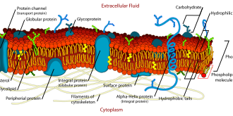 Struktur dan Fungsi Membran Sel