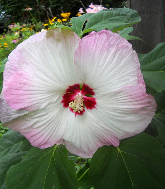 Larry's Creative Zone Dinner Plate Hibiscus........