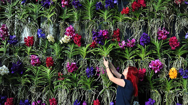 Exhibición de orquídeas en Kew Gardens