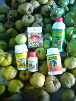 Image result for paket pupuk nasa untuk tanaman jambu biji
