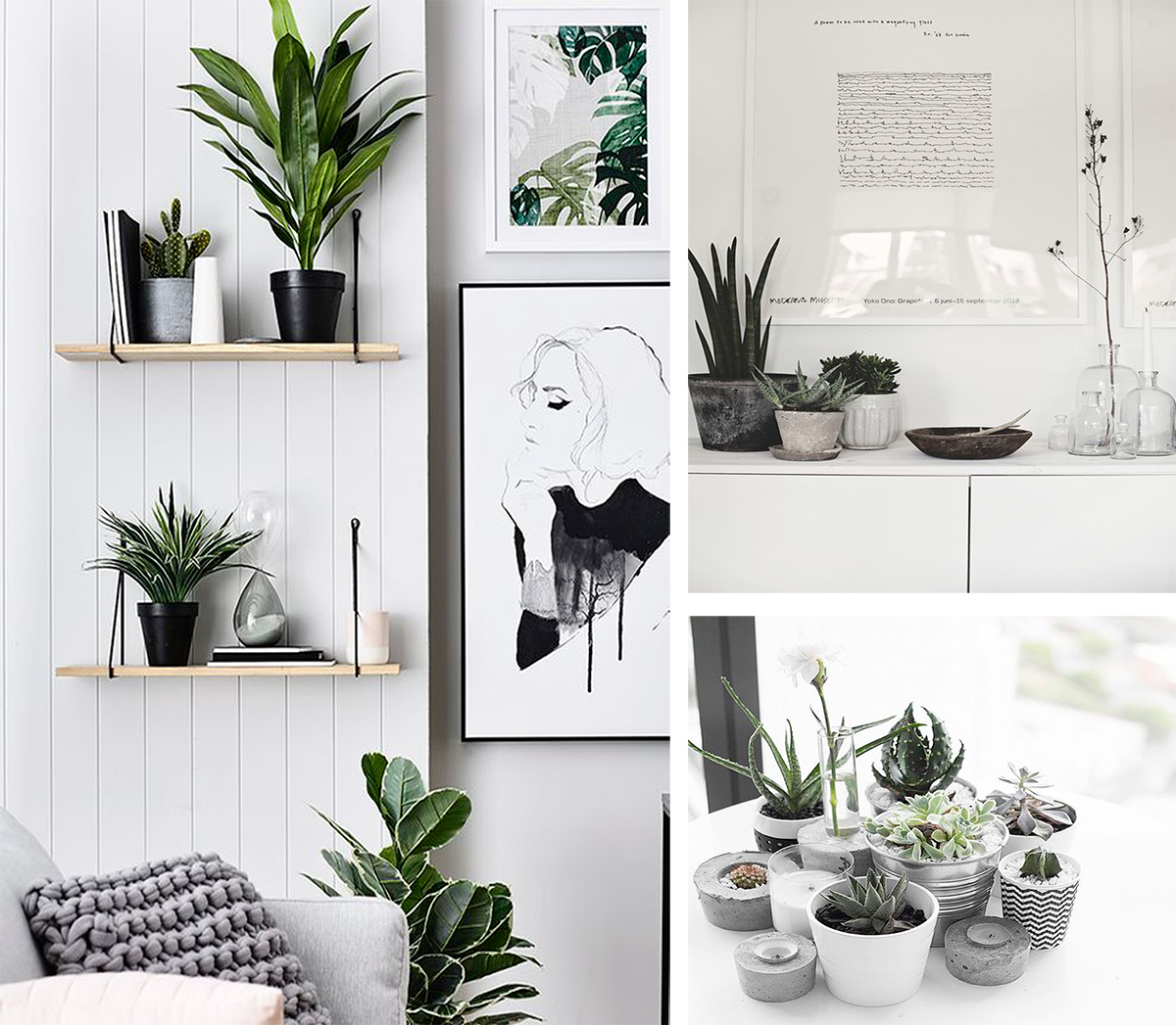decorar con plantas, plantas, plantas estilo nordico, decoracion nordica, blanco y negro, 